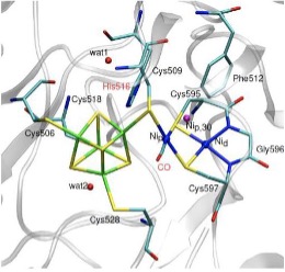 NadiaE-M_Bio_Sciencepic1